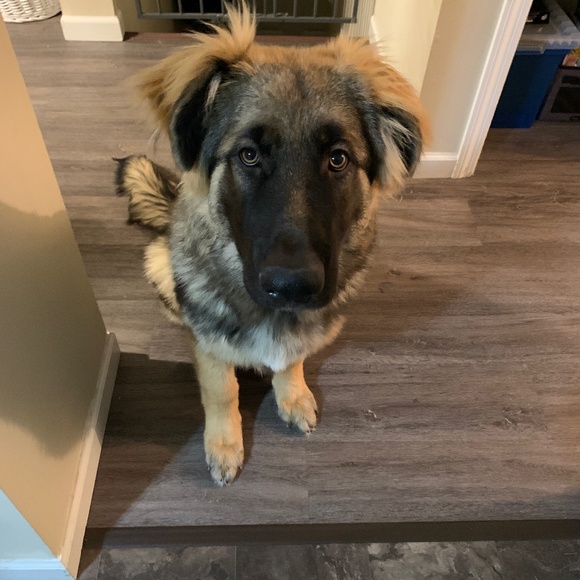 Meet your Posher, Adam - Picture 1 of 1